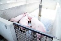 Livestock